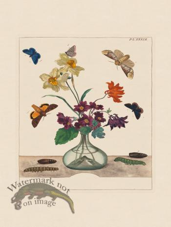 Moses Harris Insects 39